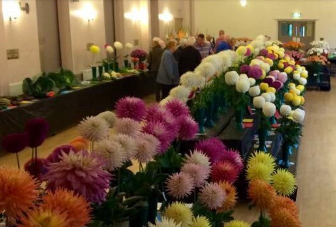 Azure Garden Centre Presents - The Chrysanthemum and Dahlia Society Annual Show