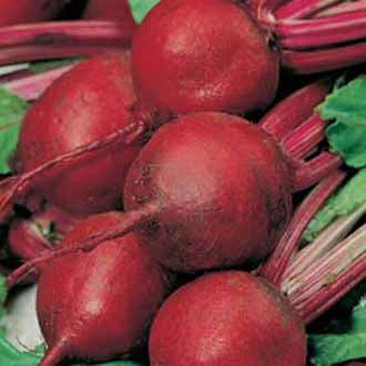 BEETROOT Cardeal F1