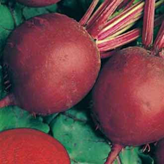 BEETROOT Detroit 2