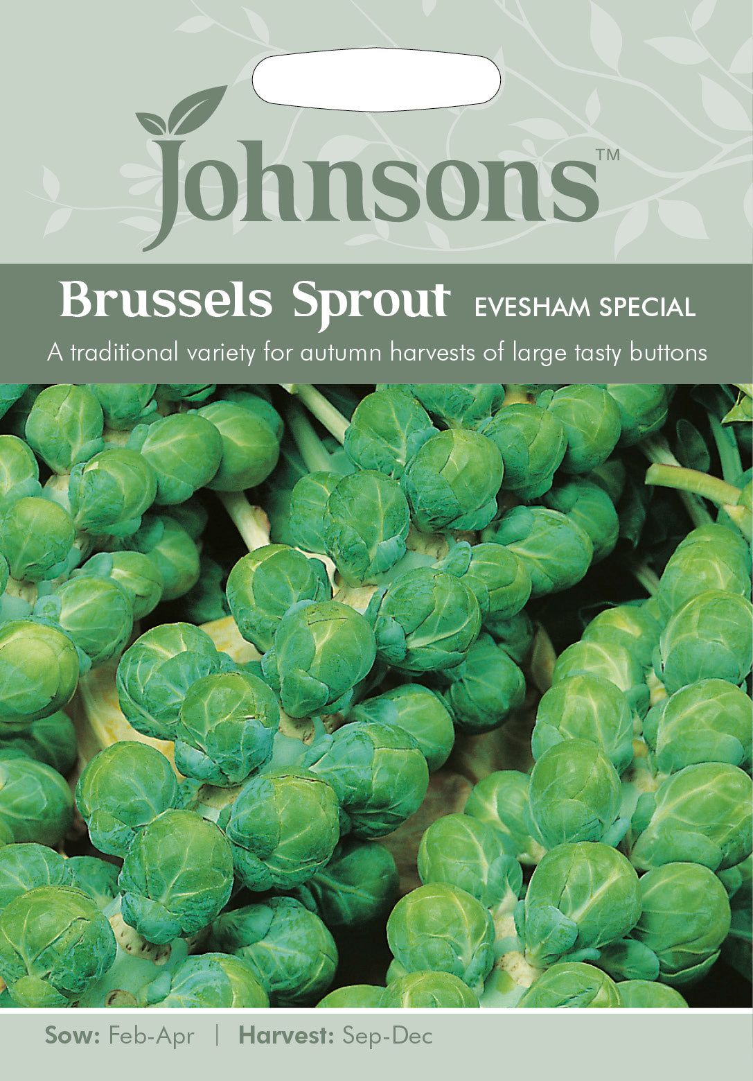BRUSSELS SPROUT Evesham Special
