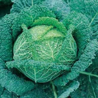 CABBAGE (Savoy) Vertus