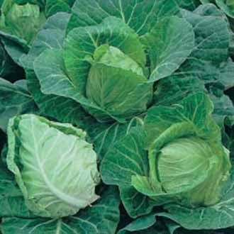CABBAGE Greyhound