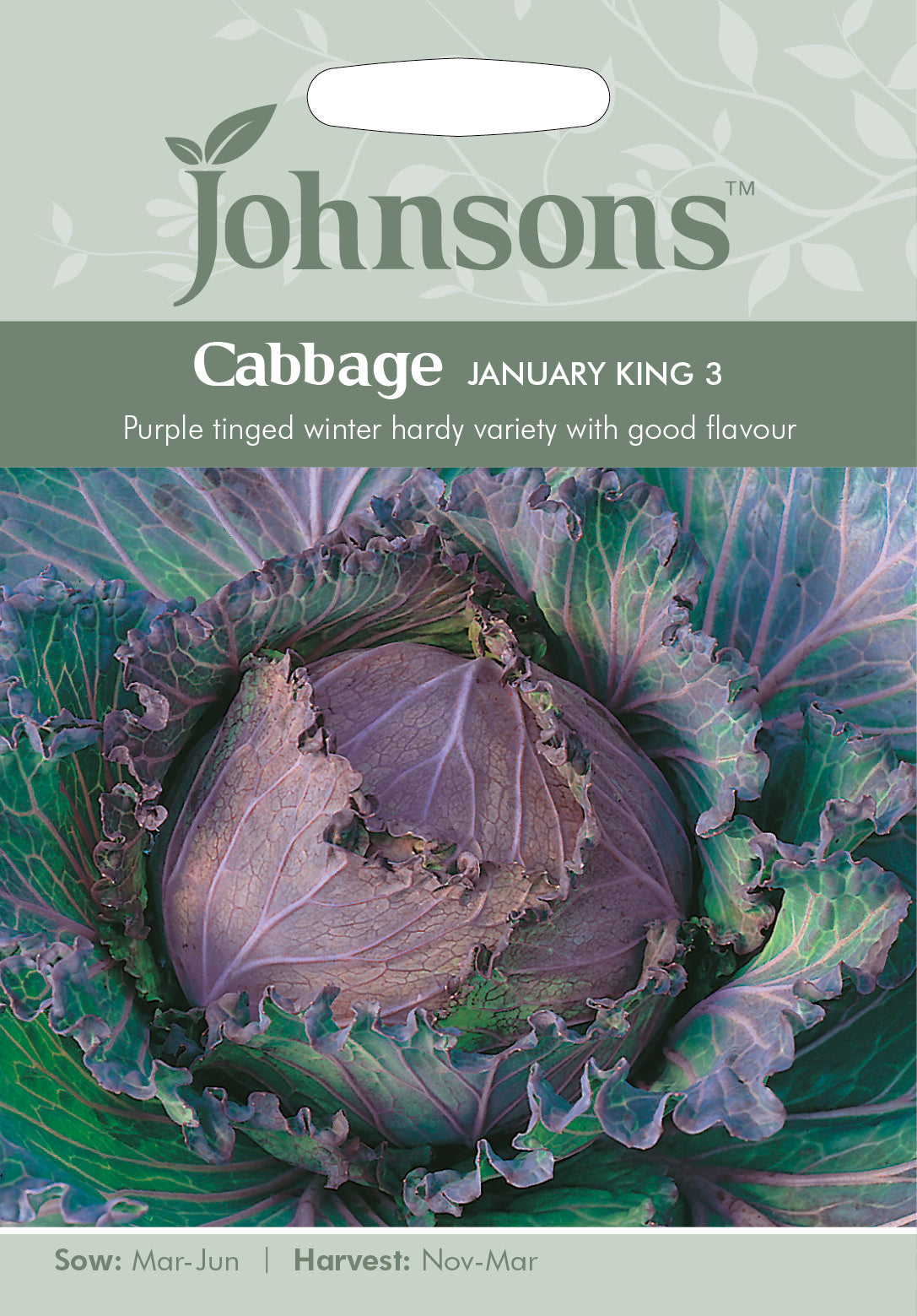 CABBAGE January King 3