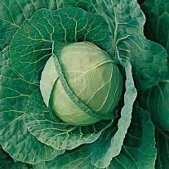 CABBAGE Langedijk 4