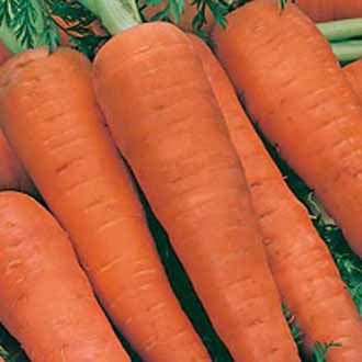 CARROT Autumn King 2