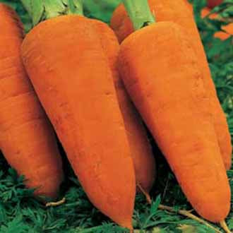 CARROT Chantenay Red Cored 2