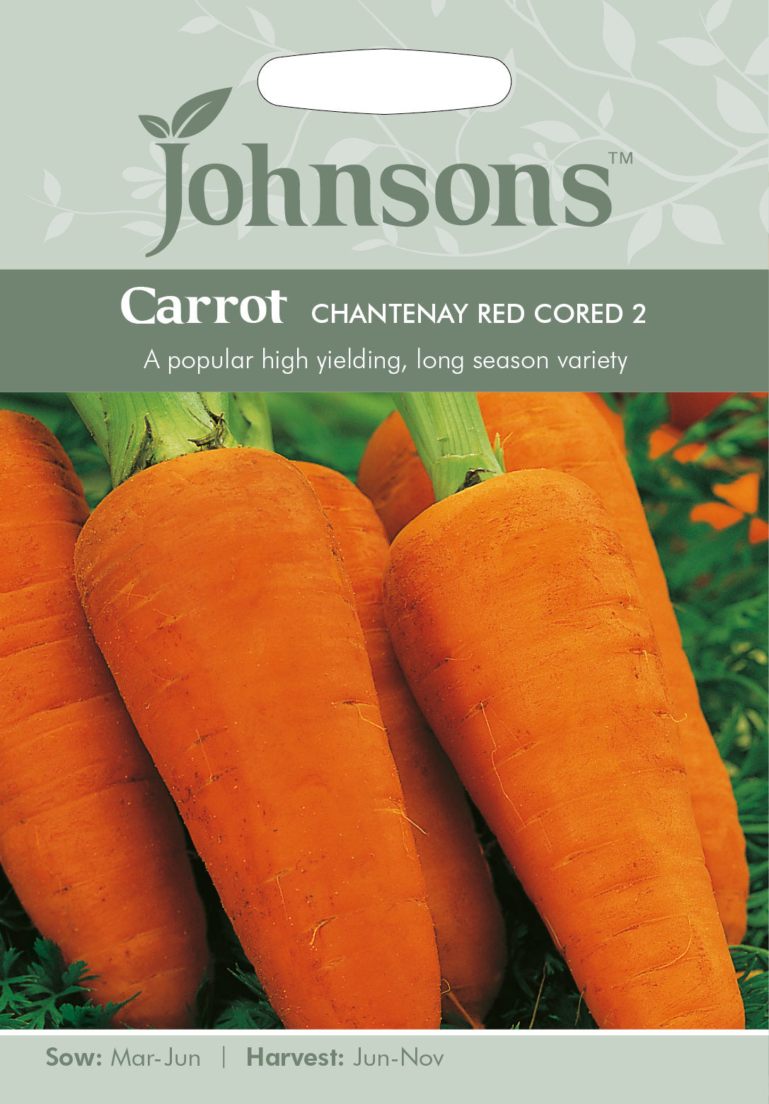 CARROT Chantenay Red Cored 2