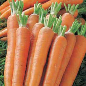 CARROT Kamila F1