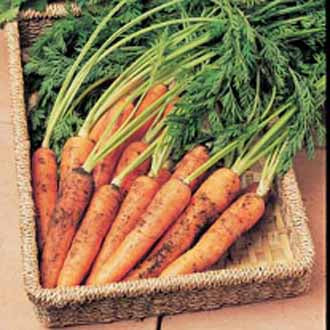 CARROT Resistafly Tozresis F1