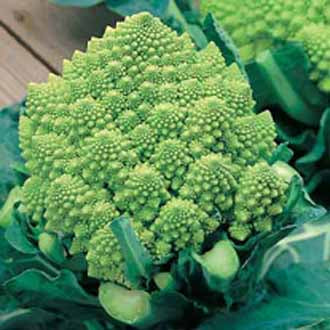 CAULIFLOWER Romanesco Precoce
