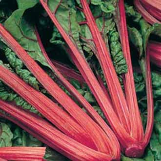 CHARD Rhubarb Chard (Vulcan)