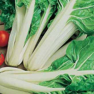 CHARD White Silver 2