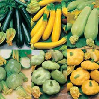 COURGETTE & SUMMER SQUASH COLLECTION
