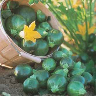 COURGETTE Eight Ball F1