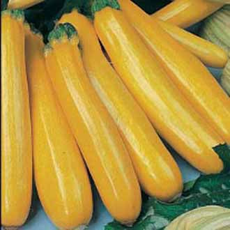 COURGETTE Gold Rush F1