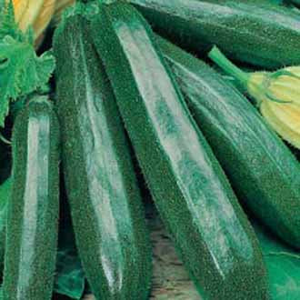 COURGETTE Primula F1