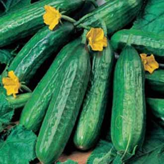 CUCUMBER Emilie F1