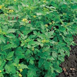 GREEN MANURE Autumn Mix