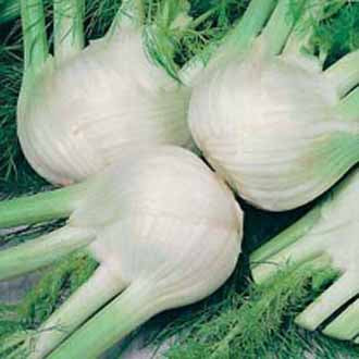 FENNEL (Florence) Chiarino