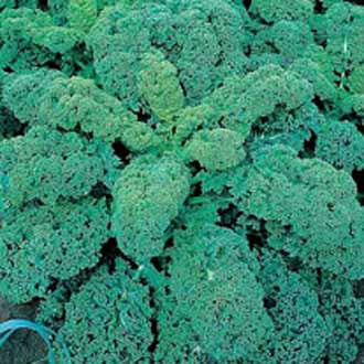 KALE Dwarf Green Curled