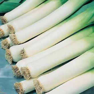 Organic LEEK Carentan 3
