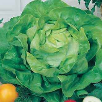 LETTUCE All The Year Round