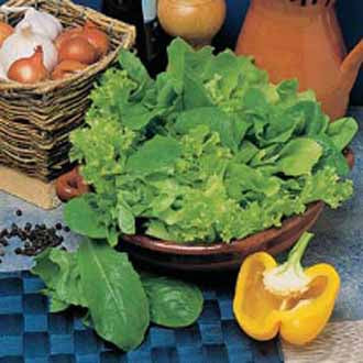 LETTUCE Mixed Green Leaves