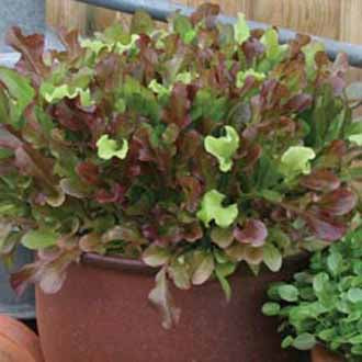 LETTUCE Red & Green Salad Bowl Mixed