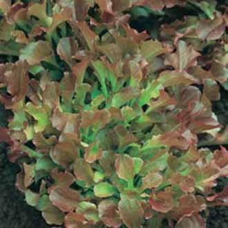 LETTUCE Red Salad Bowl