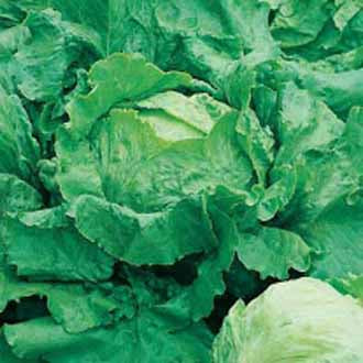 LETTUCE Webbs Wonderful