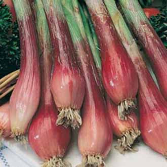 ONION (Spring) Red Toga