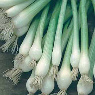 ONION (Spring) White Lisbon Winter Hardy