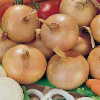 ONION Bedfordshire Champion