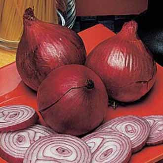 ONION Red Baron