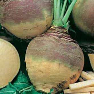 SWEDE Best of All