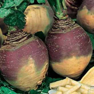 SWEDE Helenor
