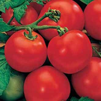 TOMATO Moneymaker