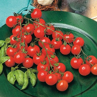 TOMATO Sweet million F1