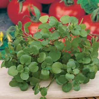 WATERCRESS Aqua