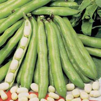 BROAD BEAN Vectra