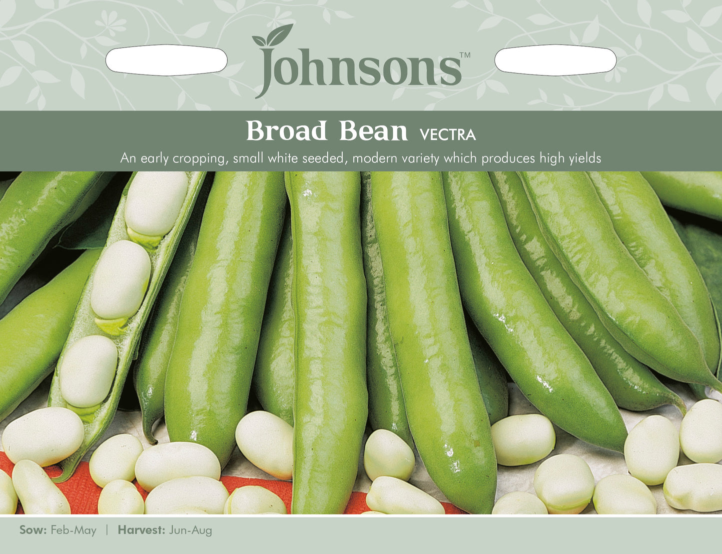 BROAD BEAN Vectra