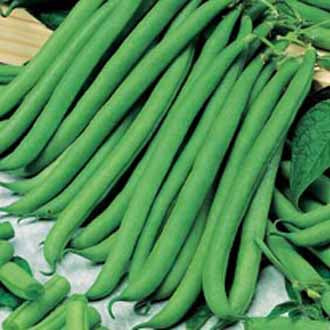 CLIMBING FRENCH BEAN Isabel