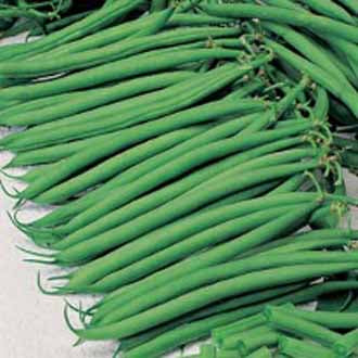 DWARF FRENCH BEAN Hilton