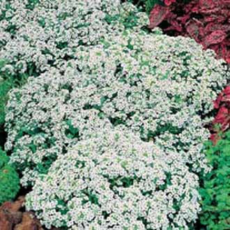 ALYSSUM Carpet of Snow