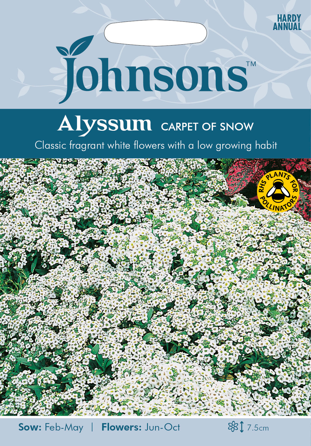 ALYSSUM Carpet of Snow