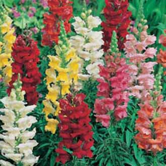 ANTIRRHINUM Rust Resistant Mixed