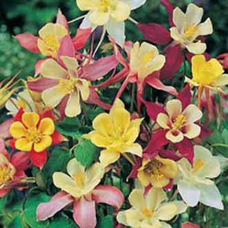 AQUILEGIA McKana Giant Mixed