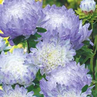 ASTER Duchess Blue Ice