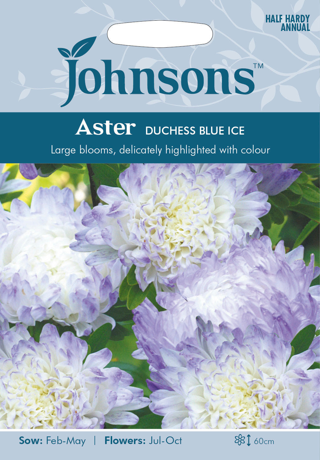ASTER Duchess Blue Ice
