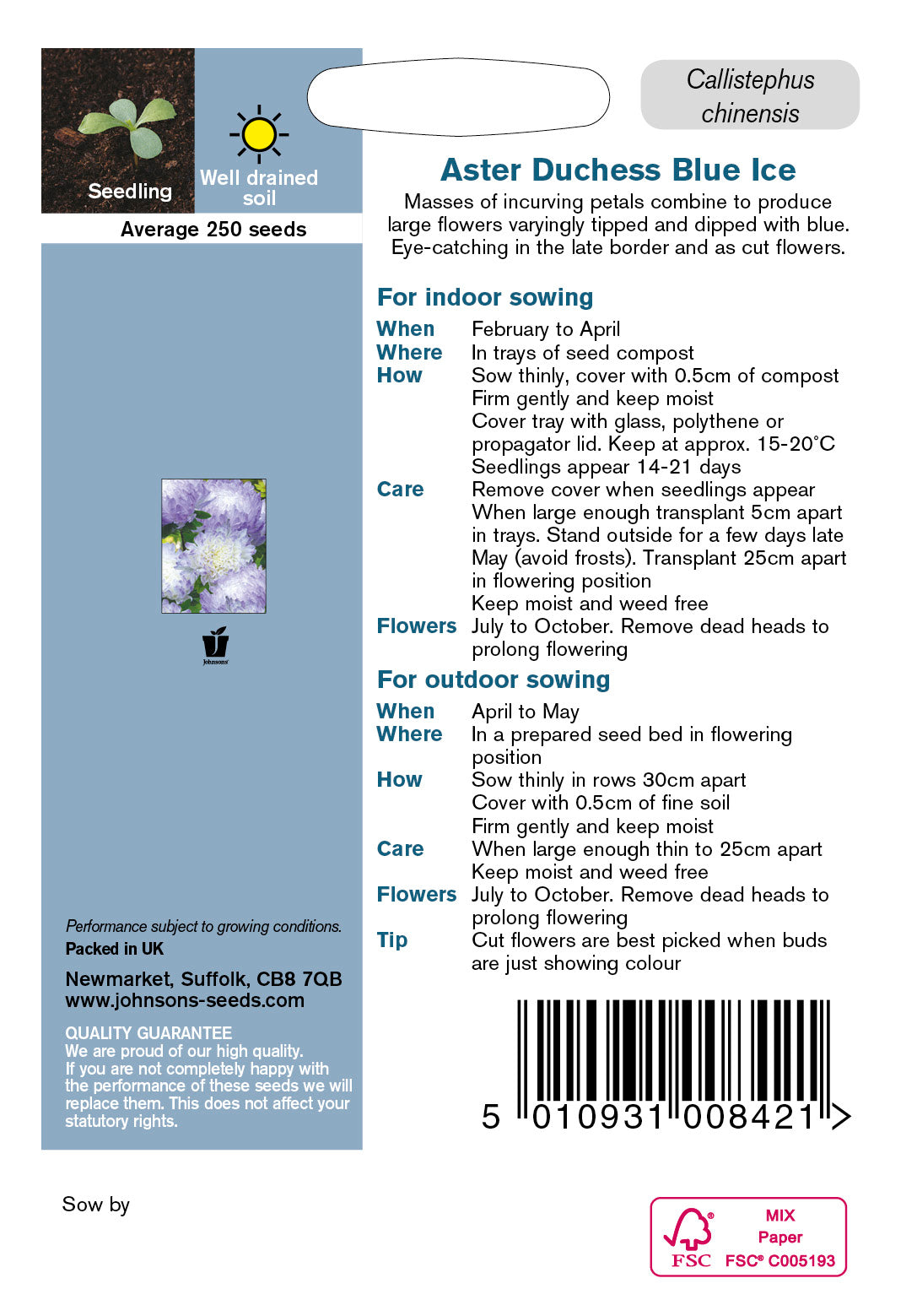 ASTER Duchess Blue Ice
